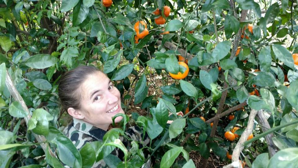 Smiling woman harvesting ripe tangerines from a lush green tree filled with orange fruit, surrounded by vibrant leaves in a sunny garden.