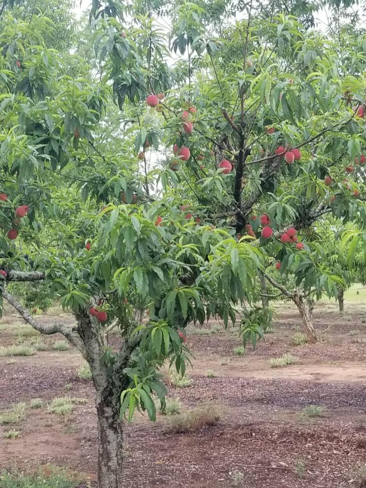 Peach tree laden with ripe, red peaches in an orchard setting, surrounded by lush green leaves and a natural landscape.