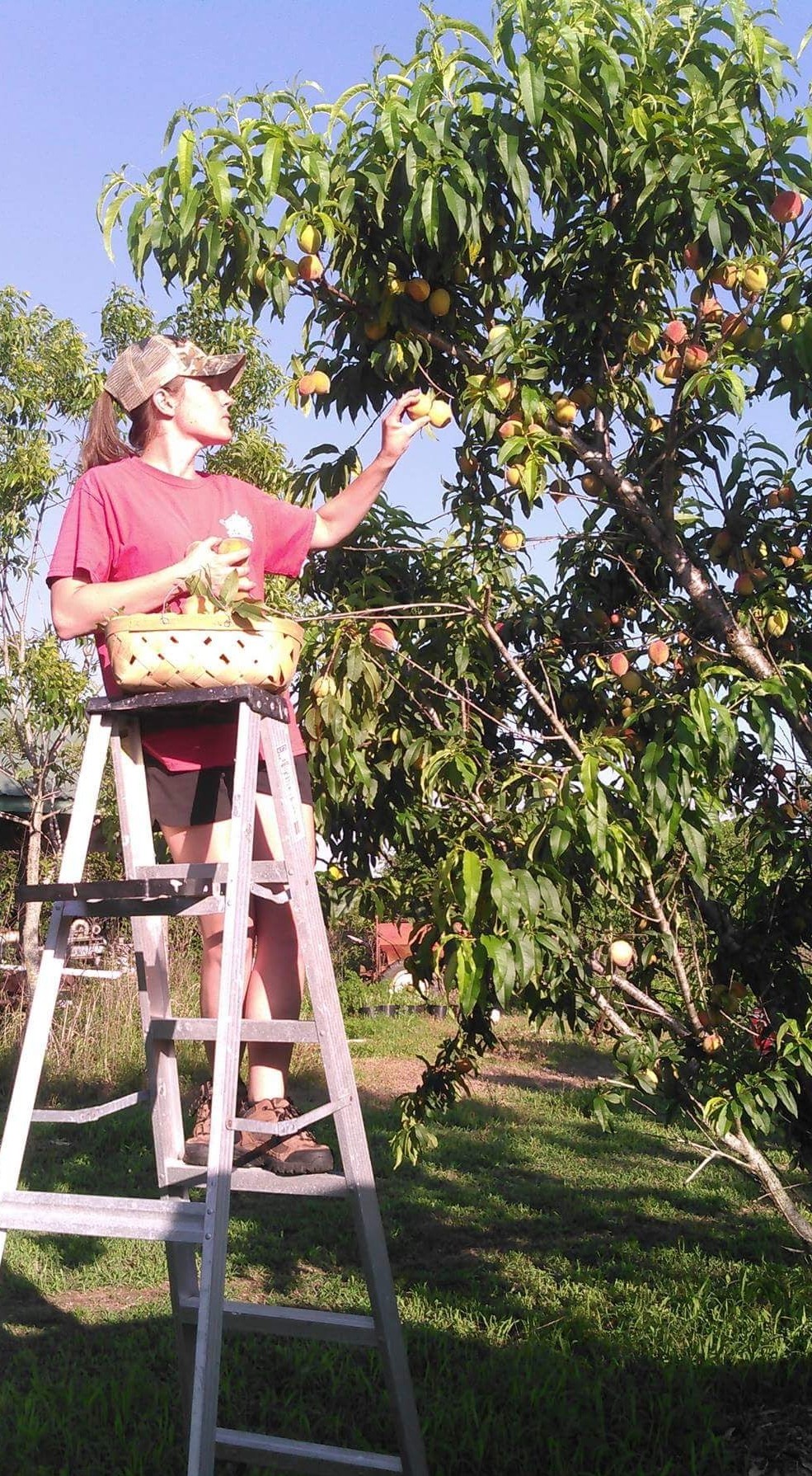 Woman harvesting peaches from a tree while standing on a ladder, wearing a cap and casual clothing, with a basket of fruit in her hand, under a clear blue sky in an orchard.