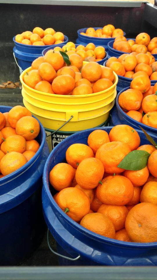 Baskets filled with bright orange mandarins, showcasing fresh citrus fruits ready for sale or harvest.