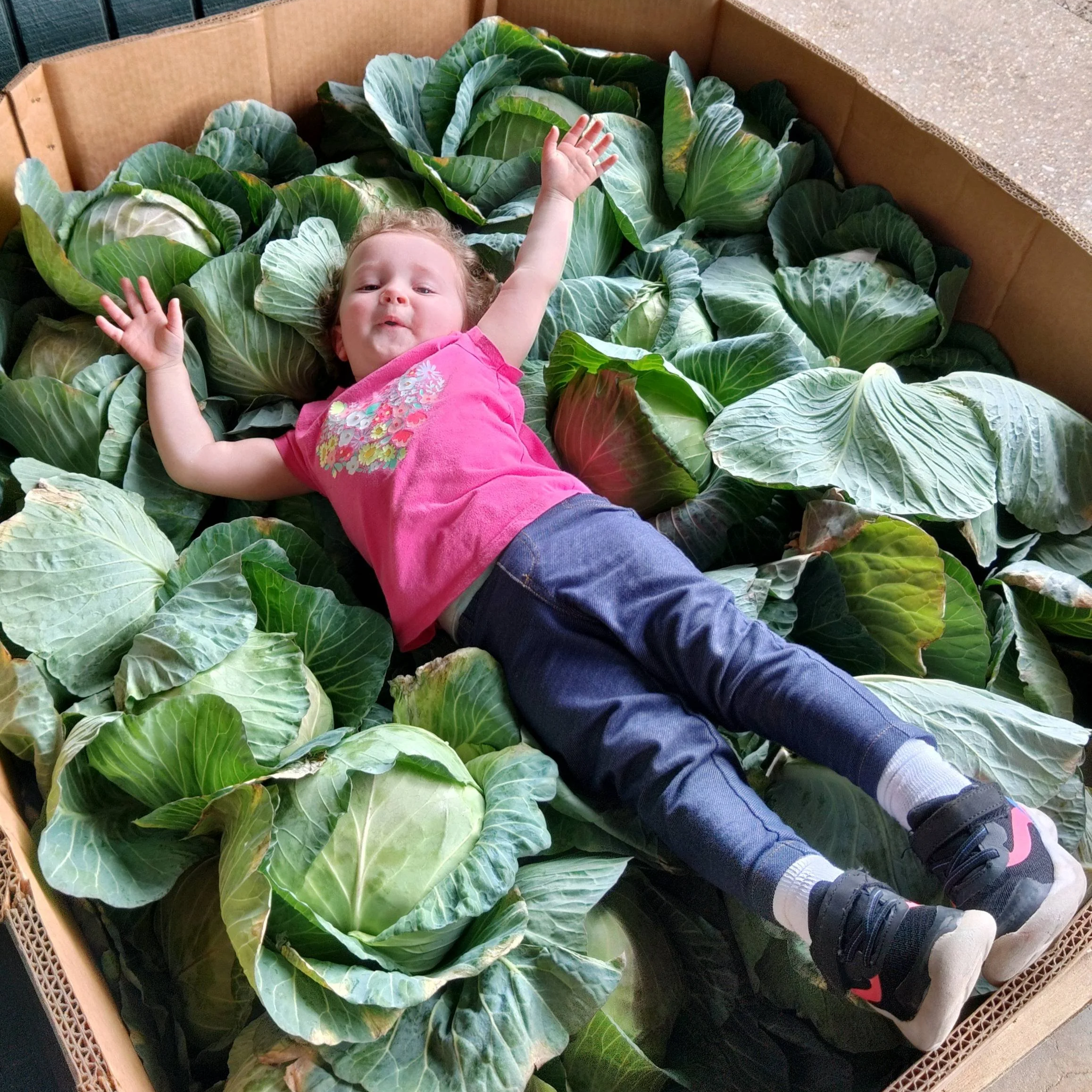 Child playing joyfully in a large box filled with fresh green cabbage leaves, showcasing a fun and playful moment in a farm or market setting.